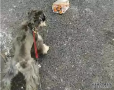 <b>狗狗亂撿東西吃怎么辦？——寵物百科知識</b>