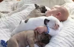 <b>怎么判別狗狗認你做主人？</b>