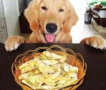 總被人問(wèn)：“你為什么愛(ài)狗？”因?yàn)椤?></div>
                <div>
                    <h2>總被人問(wèn)：“你為什么愛(ài)狗？”因?yàn)椤?/h2>
                    <div><span>2018-06-01

</span><span>查看更多</span></div>
                </div>
            </a><li>
             <a href=