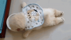 狗狗懶出新境界，只有你想不到，沒(méi)有它們做不