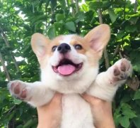 從沒被一只狗萌成這樣，除了它！