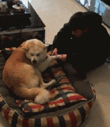 和狗狗說話恰恰說明你很聰明！