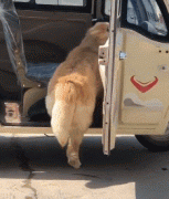 那位網友，你害怕的狗子，其實有這么慫！