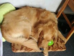 注意！狗狗的這些動作不是撒嬌，是求助！