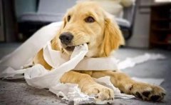 狗狗咬主人的衣服是想表達什么？ 華興寵物食品