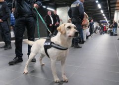 盲人的眼睛，路上碰見了導盲犬該如何做？ 華興