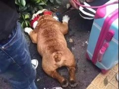 夏天超級熱，狗狗也會煩躁的，怎么辦吶？ 華興