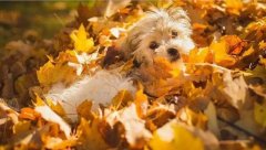 氣溫驟變，謹(jǐn)記寵物保暖誤區(qū)！ 華興寵物食品