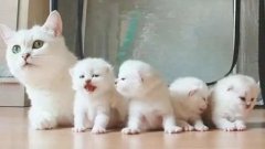 貓咪一生要經歷的六個階段，你家貓處于哪個時期？